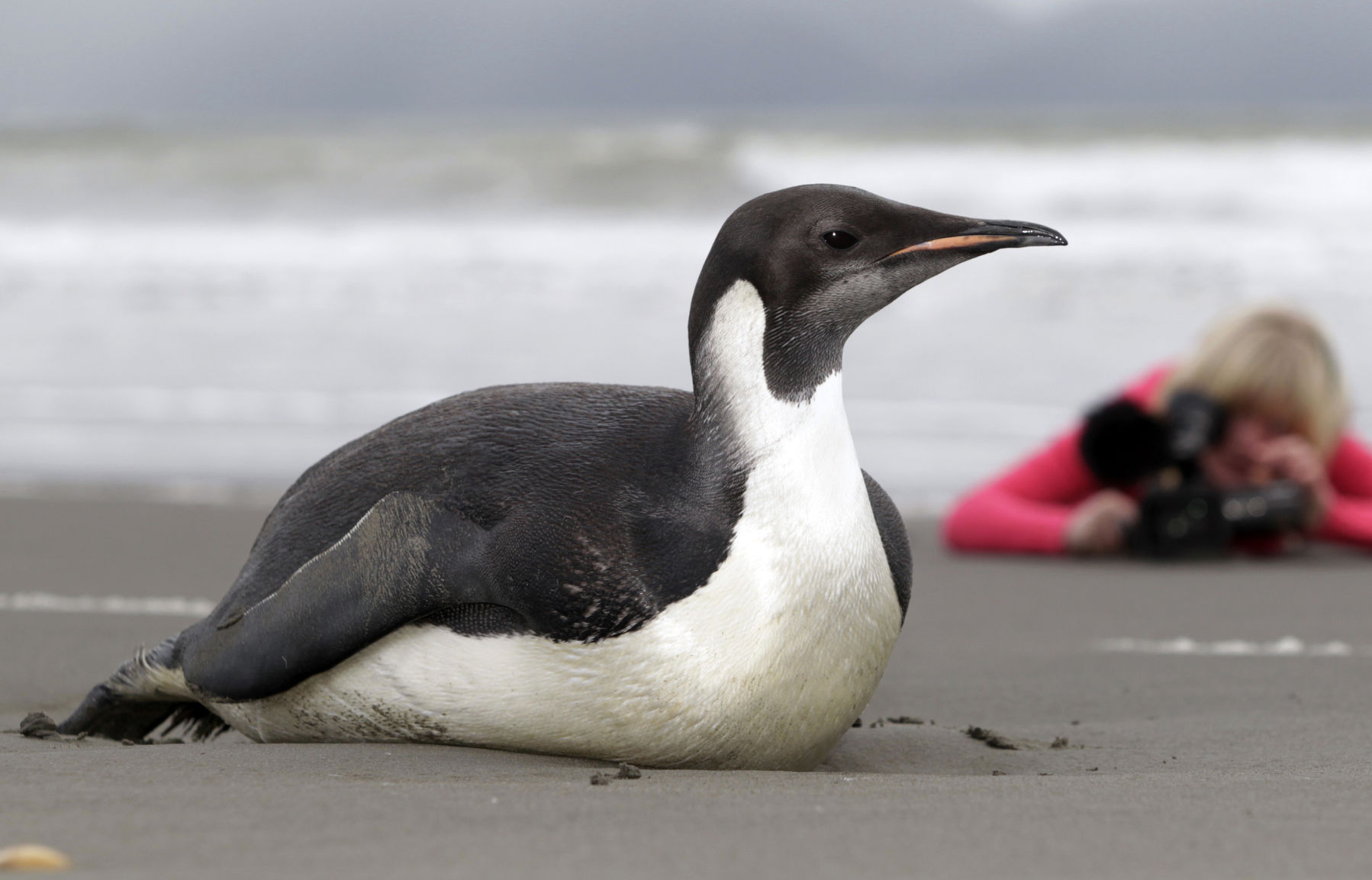 New Zealand Emperor penguin